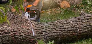 Best Fruit Tree Pruning  in Lake Waccamaw, NC