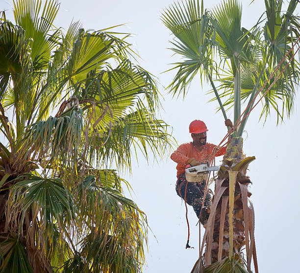 Lake Waccamaw, NC Tree Services Company